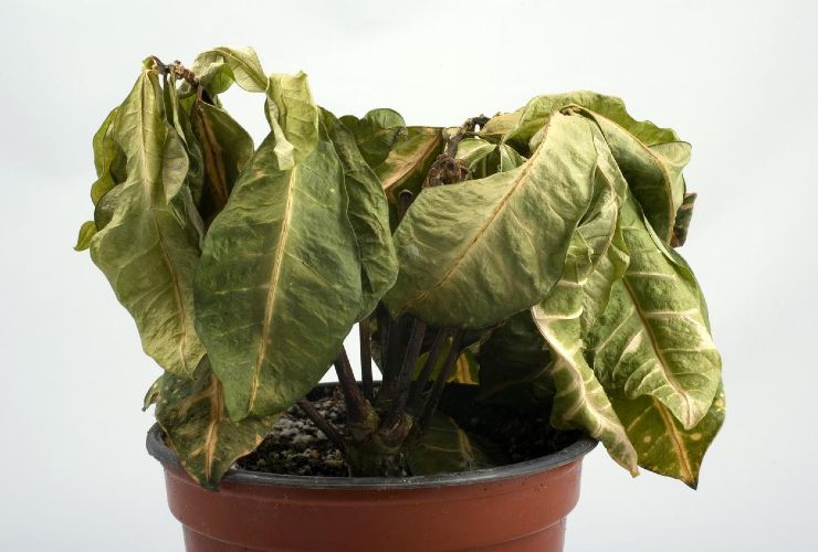 Planta marchita