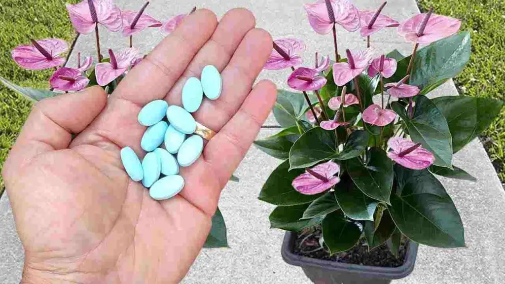 Una pastilla en tus plantas y después de 10 días verás inmediatamente el increíble resultado – Mis Consejos Jardinería