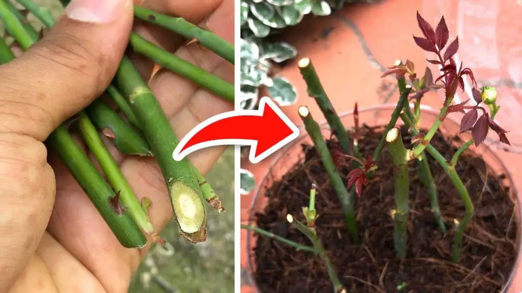 Rosas, cómo plantarlas sin raíces: el método 100% funcional revelado – Mis Consejos Jardinería