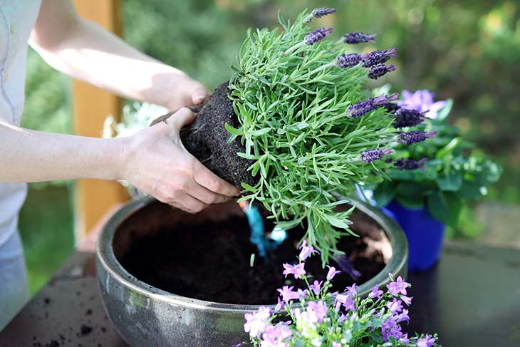 planta de lavanda