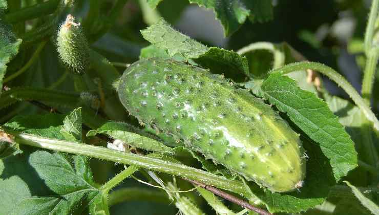 Cultivo de pepinos 