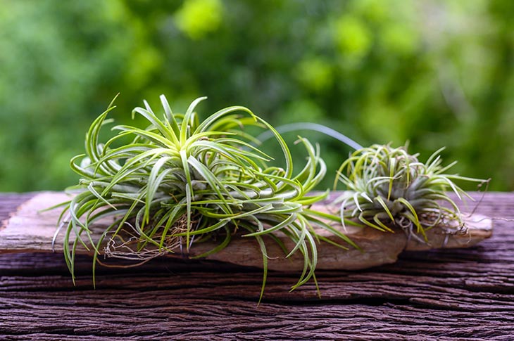 Le tillandsia