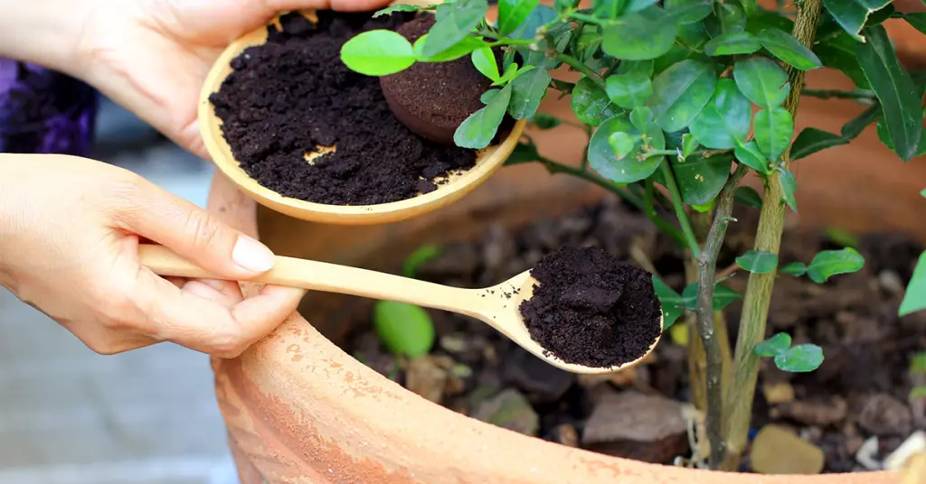 El café molido es un fertilizante natural: aquí se explica cómo usarlo para que sus plantas crezcan más rápido – Mis Consejos Jardinería