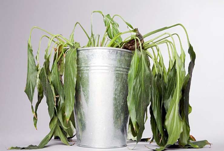 Planta marchita