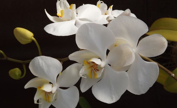 Orquídea