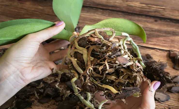 Raíces de orquídeas podridas