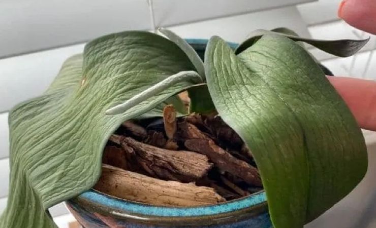 Orquídea con hojas suaves 