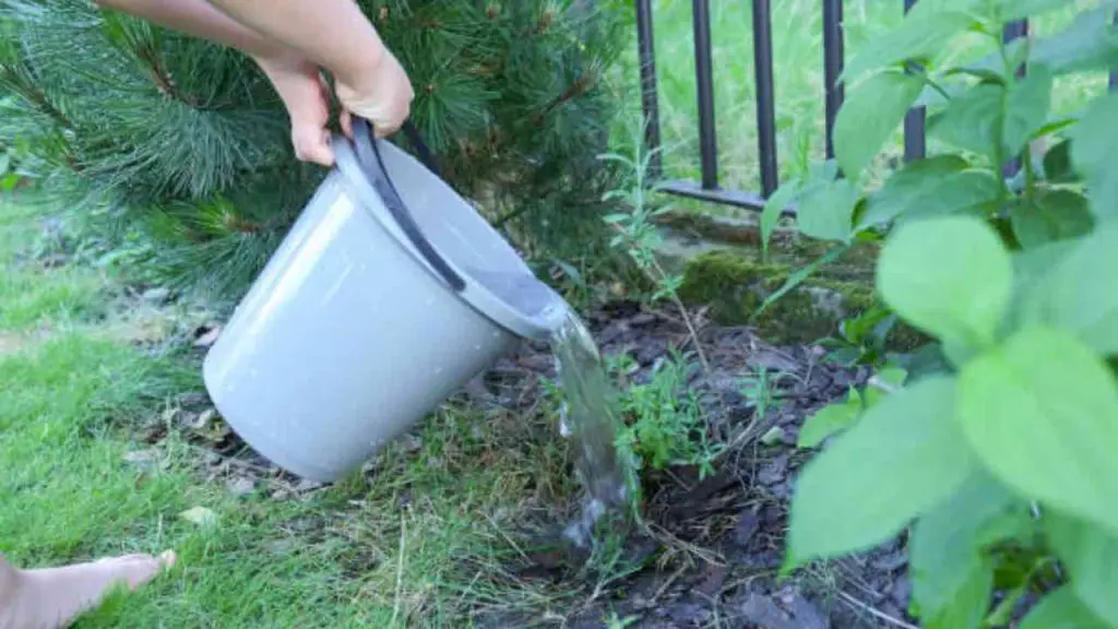 ¿Qué sucede si derramas agua en el jardín de tu vecino? Esté atento a la legislación – Mis Consejos Jardinería
