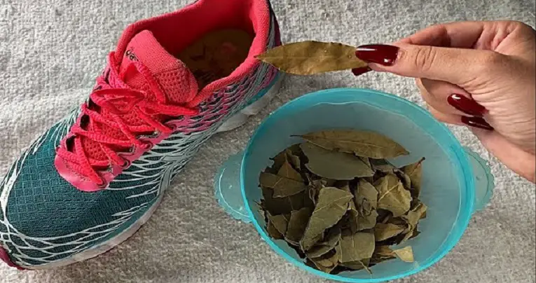 ¿Por qué es inteligente poner hojas de laurel en el armario de los zapatos? – Mis Consejos Jardinería