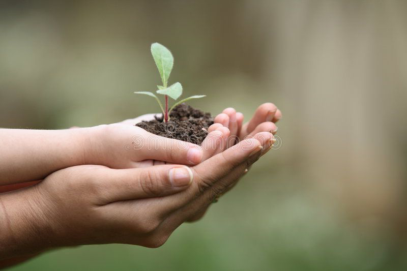plantando