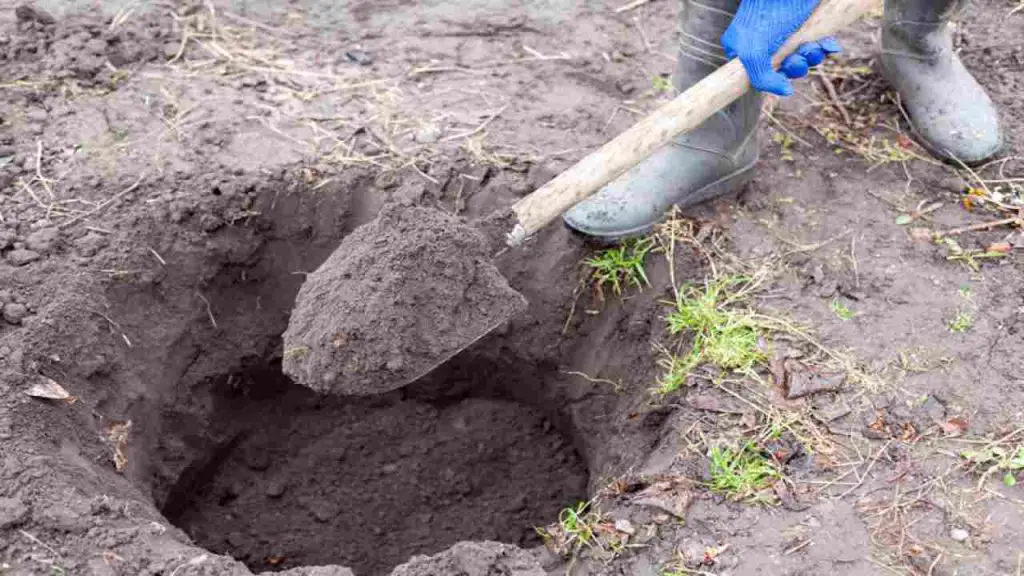 Cava hasta que salga un tesoro: insospechado lo que encuentra – Mis Consejos Jardinería