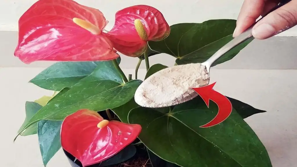 Anthurium, un puñado es suficiente para que florezca como nunca: te dura años – Mis Consejos Jardinería