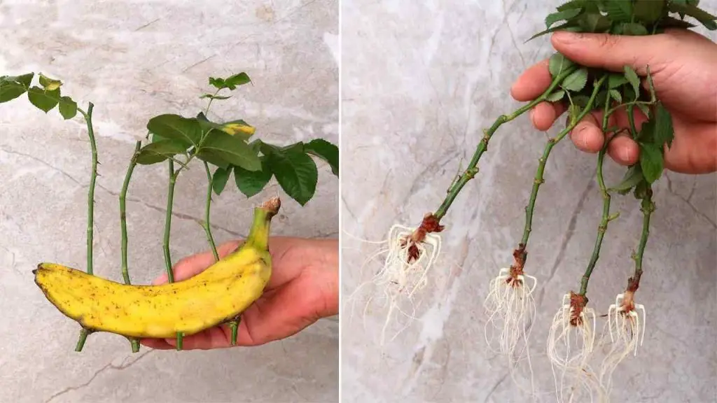Rosas, cómo multiplicarlas infinitamente por un plátano: tus vecinos estarán celosos – Mis Consejos Jardinería