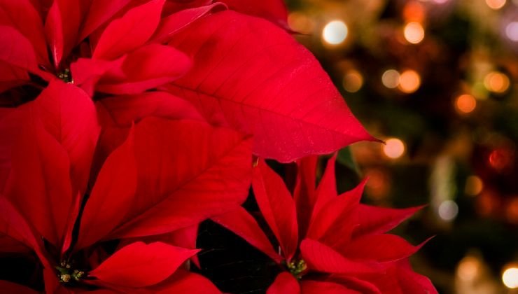 Hojas rojas de nochebuena