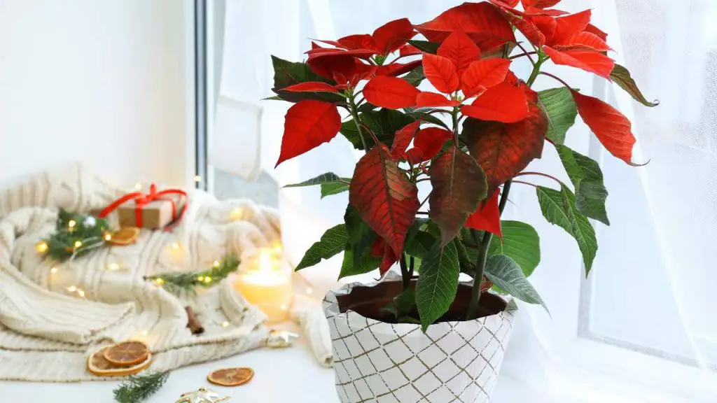 Poinsettia, la mejor posición de la casa: aquí florece muy bien – Mis Consejos Jardinería