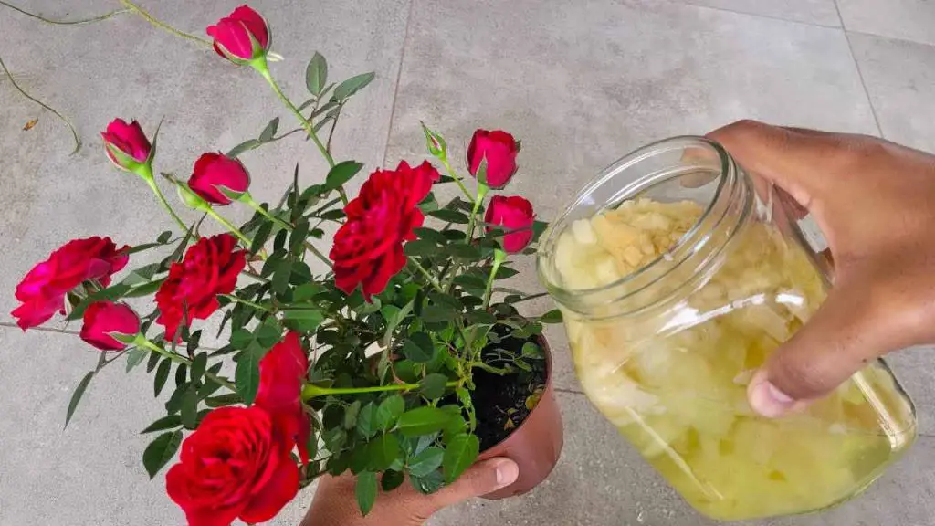 Úsalo para tus rosas en el balcón o jardín y florecerán incluso fuera de temporada. – Mis Consejos Jardinería