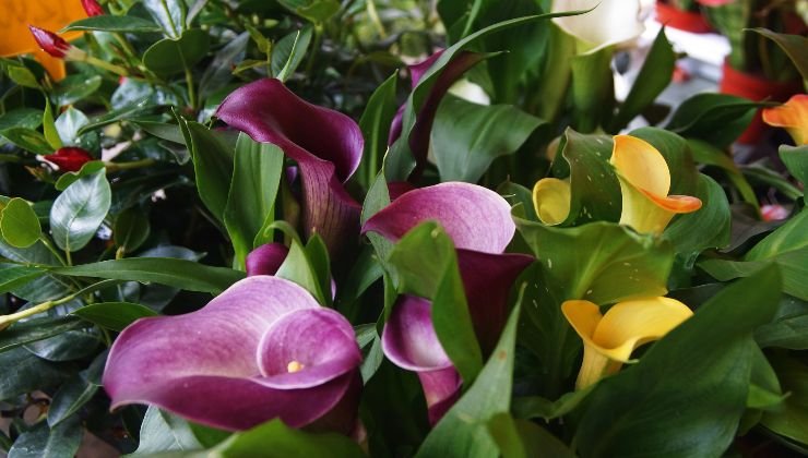 Calla: aquí está el ingrediente para ahorrar dinero