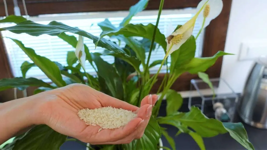 Calla, añade esto a la planta: ahorrarás mucho dinero – Mis Consejos Jardinería