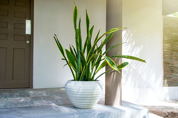 exterior-serpiente-planta