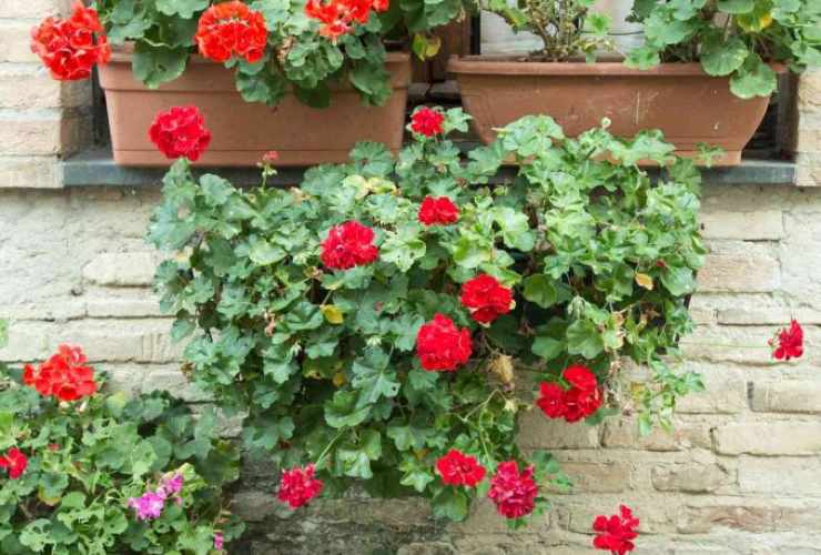 Plantas con flores