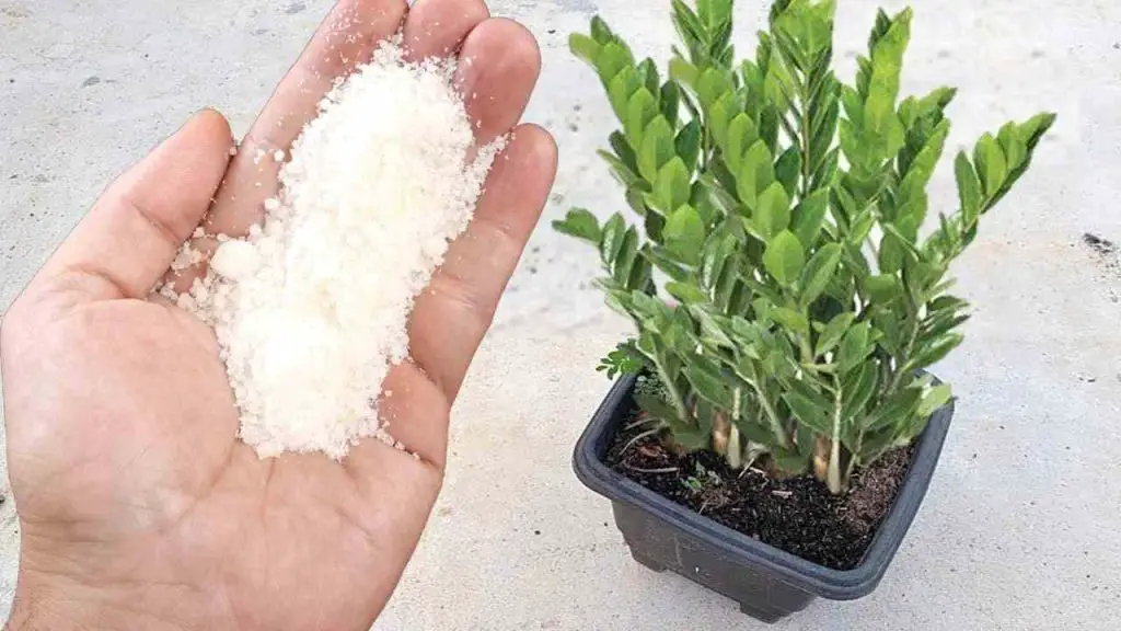 Este querido ingrediente hará que cualquier planta crezca 5 veces más rápido – Mis Consejos Jardinería