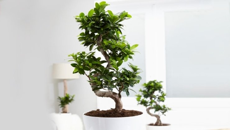 Bonsai de ficus