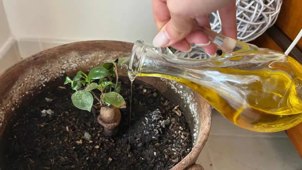 Muchos han comenzado a verter aceite de oliva en las plantas: la razón inesperada – Mis Consejos Jardinería