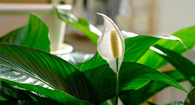 Lirio de la paz, una hermosa flor