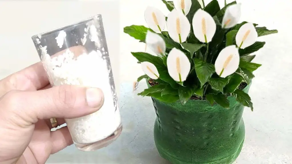 Lirio de la paz sano y vigoroso, echar un puñado: florecerá muy bien – Mis Consejos Jardinería