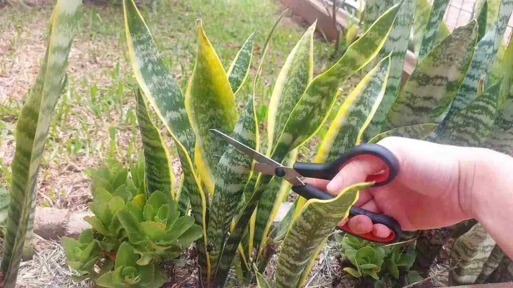 Lengua de suegra, pocas personas conocen este secreto: te sorprenderás – Mis Consejos Jardinería
