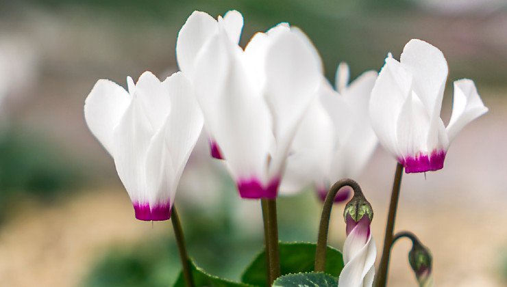 Cyclamen en maceta blanca