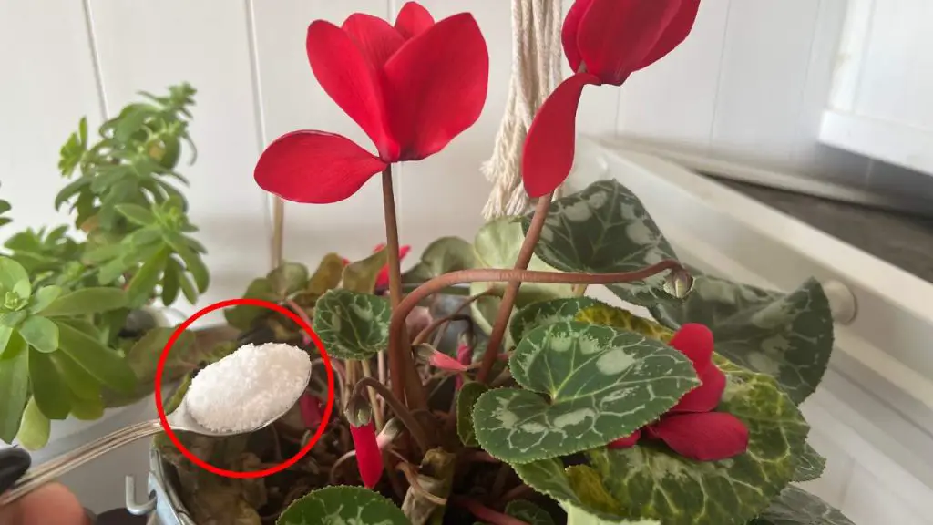 Ciclamen perenne y vigoroso, eso es lo que se necesita para hacerlo crecer indefinidamente – Mis Consejos Jardinería