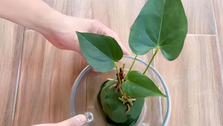 Cultivo en agua para un Anthurium súper floreciente.