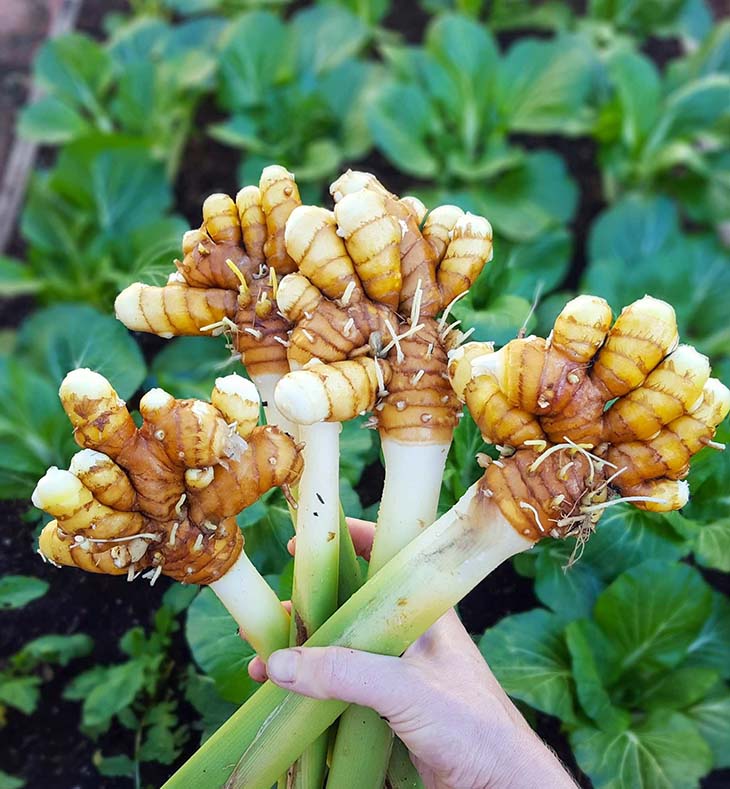 rizomas de cúrcuma