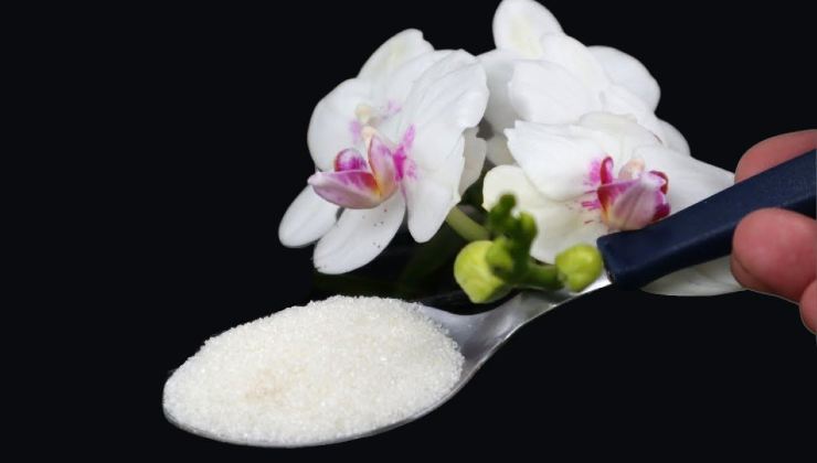 orquídeas saludables