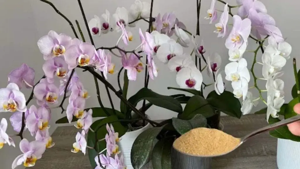 Orquídeas en abundancia y siempre vigorosas con un toque de este – Mis Consejos Jardinería