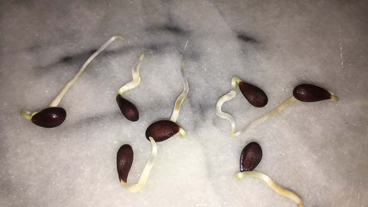 semillas germinadas