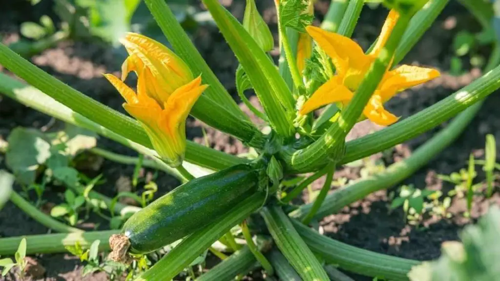 Cultiva esta planta cerca del calabacín si quieres tenerlos siempre hermosos y frescos – Mis Consejos Jardinería