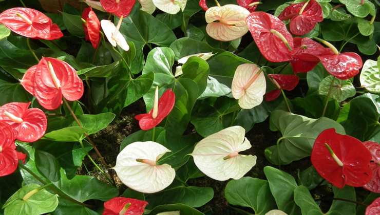 Anthurium saludable y exuberante