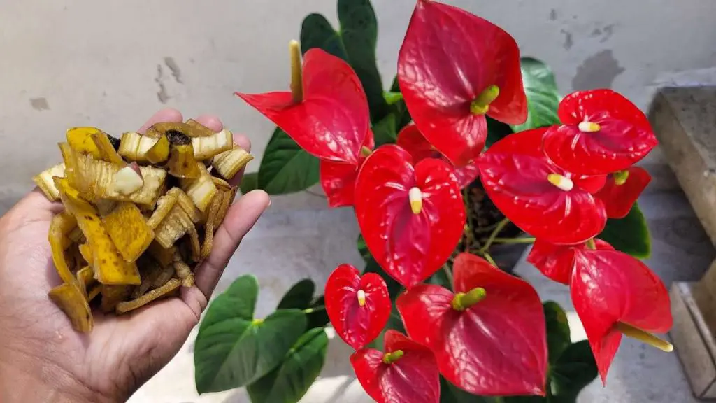 Florece siempre el anturio con este poderoso fertilizante natural – Mis Consejos Jardinería