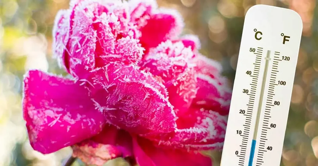 ¿Cómo preparar rosas para el invierno? Mantenimiento y cuidado a saber – Mis Consejos Jardinería