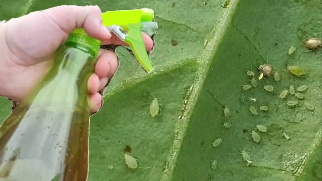 Potente pesticida sin costo: te despedirás de cualquier insecto de las plantas – Mis Consejos Jardinería