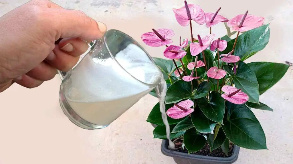 Solo 1 vaso de esto crecerá muchas flores tanto en el balcón como en el jardín – Mis Consejos Jardinería