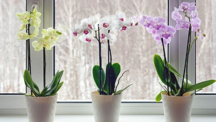 orquídeas