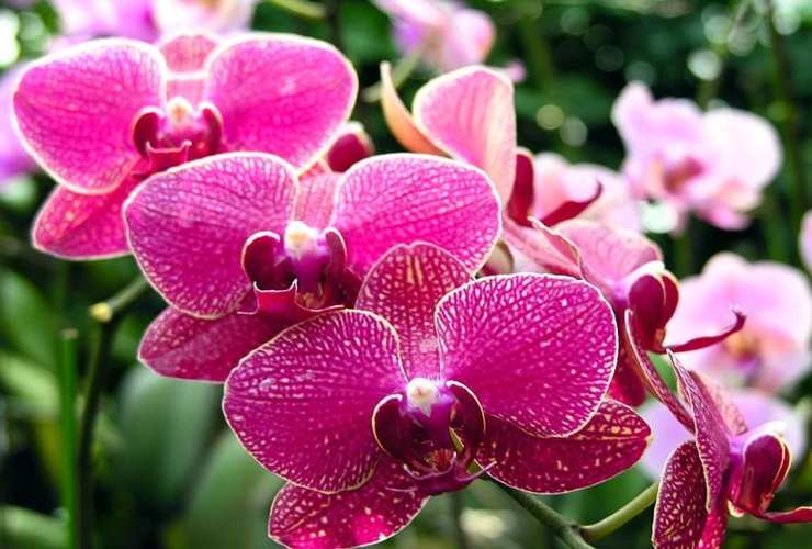Orquídea