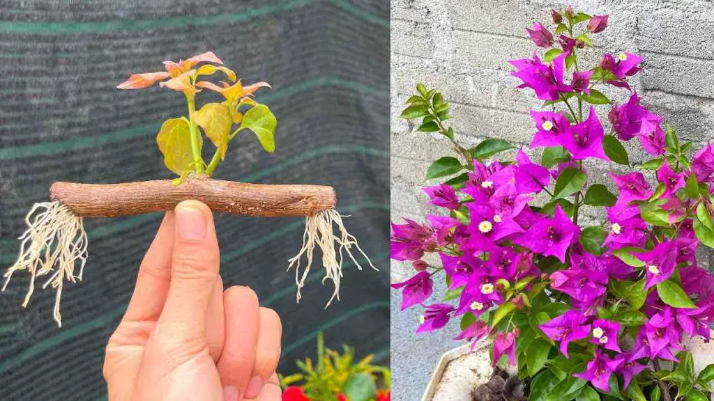 Cómo propagar ramas de buganvillas en el balcón o jardín: el método infalible. – Mis Consejos Jardinería