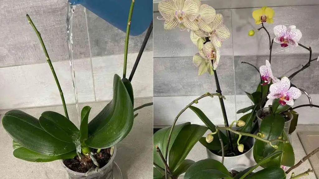 Orquídea, el secreto es regarla así para que viva mucho tiempo – Mis Consejos Jardinería