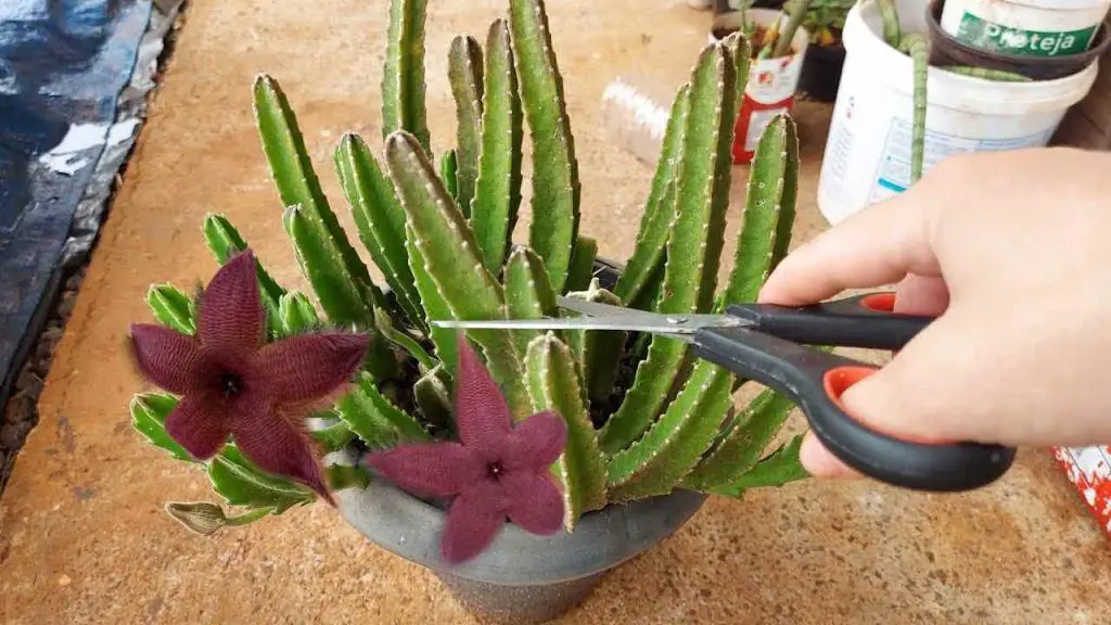 Cactus, desafortunadamente pocas personas conocían esta técnica infalible – Mis Consejos Jardinería