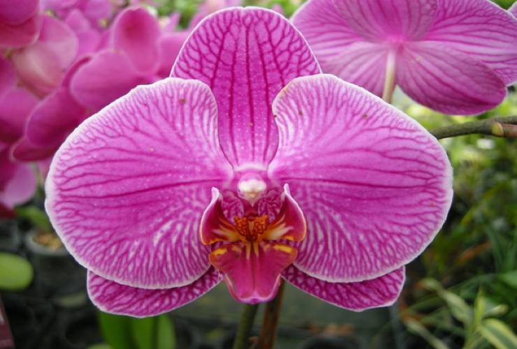 Orquídea