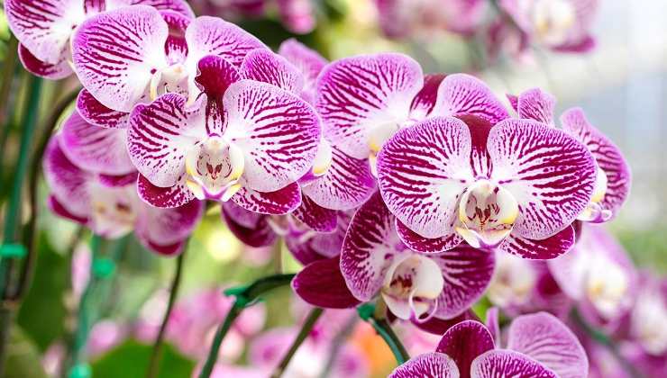 Orquídea